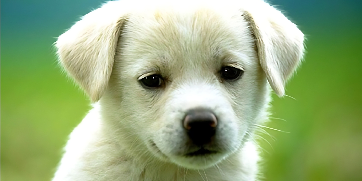 Felhívás ebrendészeti hozzájárulásról szóló önkormányzati rendelet hatályon kívül helyezéséről